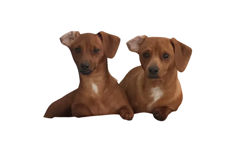 Picture of Pepper & Petty